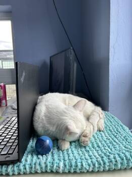 Bowie -  Domestic Short Hair Cat Available for Adoption in Leadville, Colorado - Bowie | PetCurious