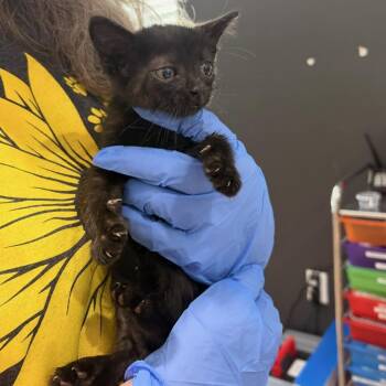 Waffles -  Domestic Short Hair Cat for Adoption in Livingston, Texas - Waffles | PetCurious