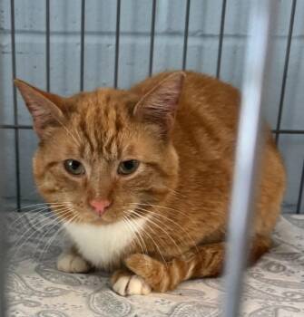 Bee Bee -  Domestic Short Hair Cat for Adoption in Saint Clairsville, Ohio - Bee Bee | PetCurious
