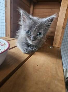 NUBUTINA -  Domestic Short Hair Cat for Adoption in San Jose, California - NUBUTINA | PetCurious