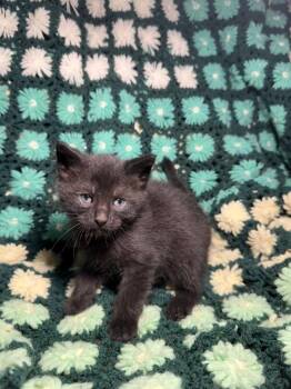 Elderberry -  Domestic Short Hair Cat for Adoption in Evansville, Indiana - Elderberry | PetCurious