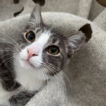 Lucio -  Domestic Short Hair Cat for Adoption in Montclair, New Jersey - Lucio | PetCurious