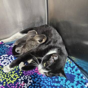 Milkyway -  Domestic Short Hair Cat for Adoption in Baltimore, Maryland - Milkyway | PetCurious