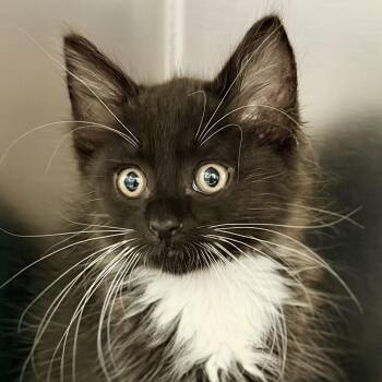 Ozzy -  Domestic Long Hair Cat for Adoption in Jackson Township, New Jersey - Ozzy | PetCurious