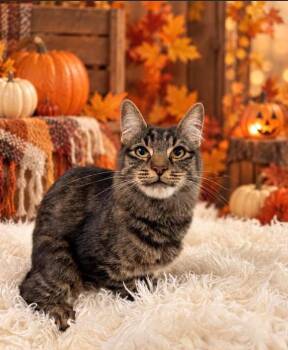 Emma -  Tabby Cat for Adoption in Tehachapi, California - Emma | PetCurious