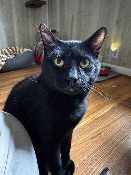 Edgar -  Domestic Short Hair Cat for Adoption in Oak Forest, Illinois - Edgar | PetCurious