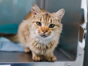 Bit-O-Honey -  Domestic Medium Hair Cat for Adoption - Bit-O-Honey | PetCurious