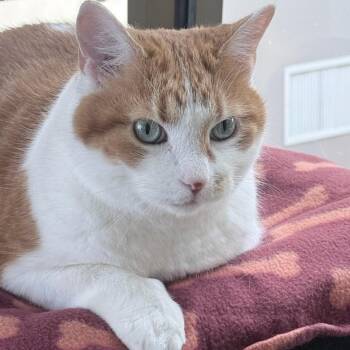 Fabio -  Domestic Short Hair and Mixed Breed Cat for Adoption in Chicago, Illinois - Fabio | PetCurious