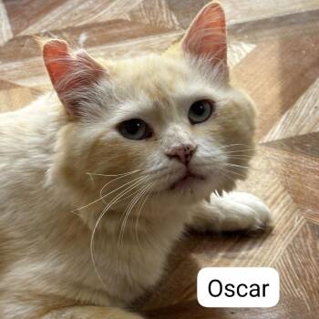Oscar Kuwait -  Domestic Long Hair Cat for Adoption in Denver, Colorado - Oscar Kuwait | PetCurious