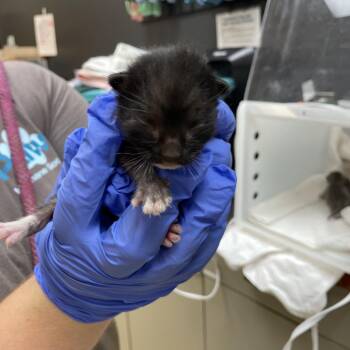 Truffle -  Domestic Short Hair Cat for Adoption in Columbus, Georgia - Truffle | PetCurious