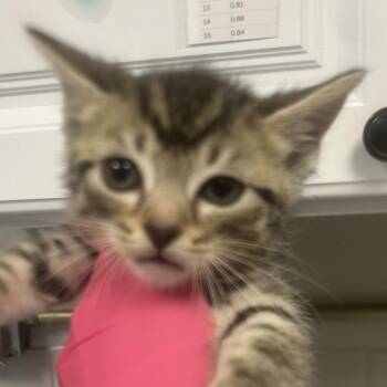 Domestic Short Hair Cats Available for Adoption in Greenville, South Carolina - Cyberwork | PetCurious