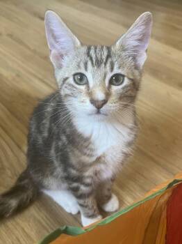 Tater -  Domestic Short Hair Cat for Adoption in Vashon, Washington - Tater | PetCurious