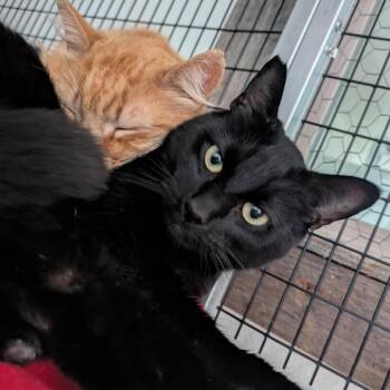 Domestic Short Hair Cats Available for Adoption in Santa Rosa, California - Panther (bonded With Mango) | PetCurious