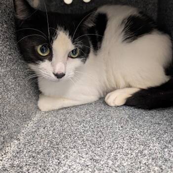 Remi -  Domestic Short Hair Cat for Adoption in Greenville, South Carolina - Remi | PetCurious