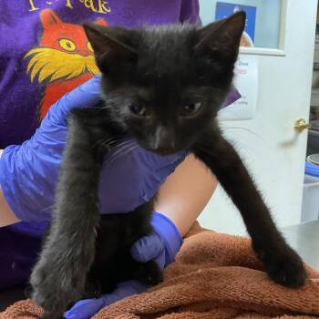 Ember -  Domestic Short Hair Cat for Adoption in Monroe, Louisiana - Ember | PetCurious