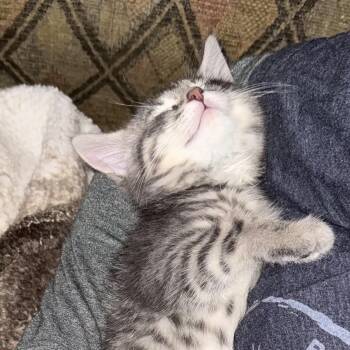 Ranger aka Lone Ranger -  Domestic Short Hair Cat for Adoption in Frankfort, Michigan - Ranger Aka Lone Ranger | PetCurious