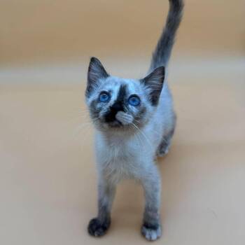Moxie -  Domestic Short Hair and Siamese Cat for Adoption in Plainfield, Illinois - Moxie | PetCurious