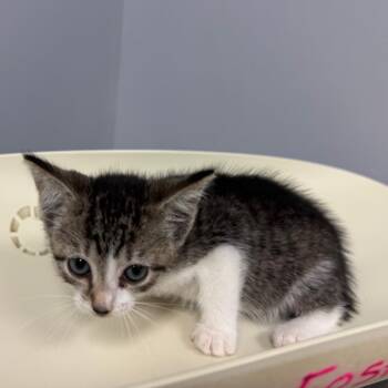 Altoid -  Domestic Short Hair Cat for Adoption in Columbus, Georgia - Altoid | PetCurious