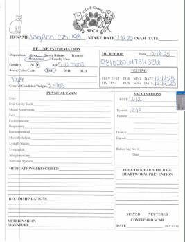 Domestic Short Hair Cats Available for Adoption in Springfield, Ohio - JollyAnn | PetCurious