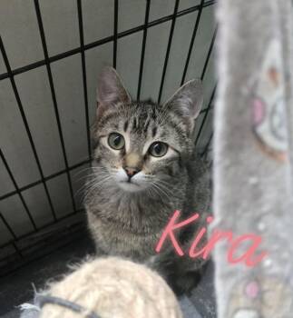 Rescue Domestic Short Hair Cats for Adoption in Reeseville, Wisconsin - Kira | PetCurious