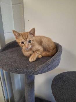 Gerard -  Domestic Short Hair Cat for Adoption in Bowling Green, Ohio - Gerard | PetCurious
