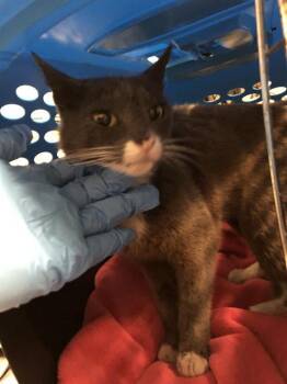 Rescue Domestic Short Hair Cats for Adoption in Long Beach, California - PIP | PetCurious