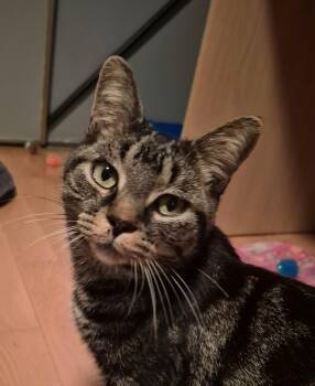 Doodle -  Domestic Short Hair Cat for Adoption in Pickering, Ontario - Doodle | PetCurious