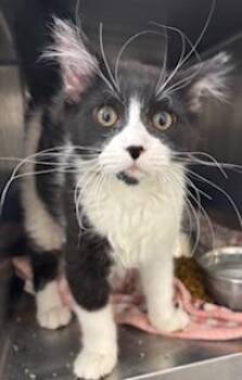 Domestic Long Hair Cats Available for Adoption - MITZY | PetCurious