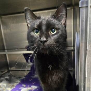 Domestic Short Hair Cats Available for Adoption - Delmar | PetCurious