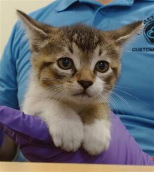 Domestic Short Hair Cats Available for Adoption in Doral, Florida - GASTON | PetCurious