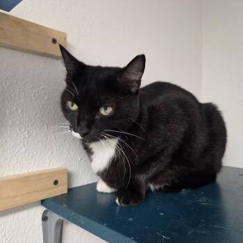 Ziggy -  Domestic Short Hair Cat for Adoption in Yarnell, Arizona - Ziggy | PetCurious