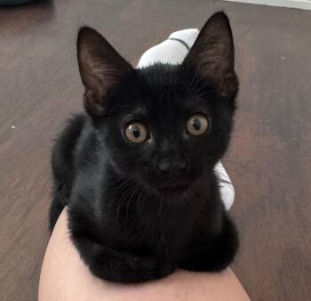 Squirt -  Domestic Short Hair Cat for Adoption in Fort Worth, Texas - Squirt | PetCurious