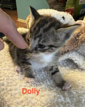 Tabby and Domestic Short Hair Cats Available for Adoption in Shrewsbury, Massachusetts - Dolly | PetCurious