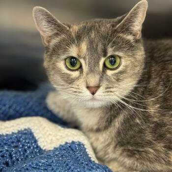 Rescue Domestic Short Hair and Calico Cats for Adoption in Winchendon, Massachusetts - Zya | PetCurious