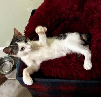 Mr. Bob (bobtail) -  American Bobtail Cat for Adoption in Theodore, Alabama - Mr. Bob (bobtail) | PetCurious