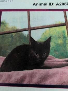 Nanny Ogg -  Domestic Short Hair Cat for Adoption in Parker, Colorado - Nanny Ogg | PetCurious