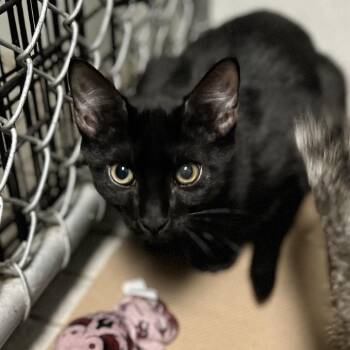 Domestic Short Hair Cats Available for Adoption in New York, New York - Beanie | PetCurious