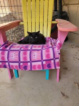 Patrick Mahomes -  Domestic Short Hair Cat for Adoption in Napa, California - Patrick Mahomes | PetCurious