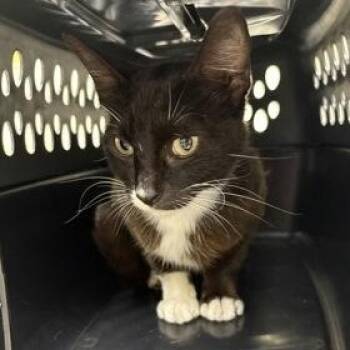 Susan -  Domestic Short Hair Cat for Adoption in Charleston, South Carolina - Susan | PetCurious