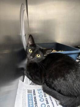 Dan Spaniel -  Domestic Short Hair Cat for Adoption in San Antonio, Texas - Dan Spaniel | PetCurious