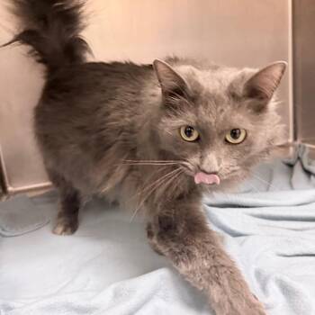 Sarge -  Domestic Long Hair Cat for Adoption in Titusville, Florida - Sarge | PetCurious