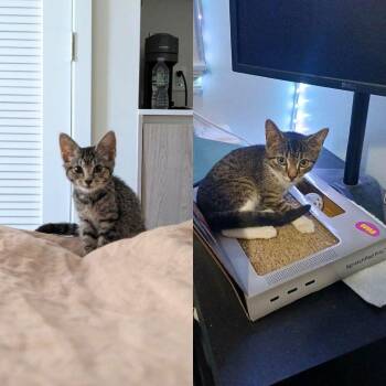 Tchotchke & Asana -  Domestic Short Hair Cat for Adoption - Tchotchke & Asana | PetCurious