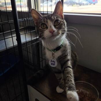 July -  Domestic Medium Hair Cat for Adoption in Normal, Illinois - July | PetCurious