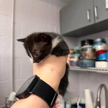 Quartz -  Domestic Short Hair Cat for Adoption in Port Charlotte, Florida - Quartz | PetCurious