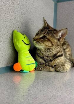 Domestic Short Hair Cats Available for Adoption in Montgomery, New Jersey - Summer | PetCurious