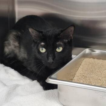 Domestic Short Hair Cats Available for Adoption in Clearwater, Florida - Imogen | PetCurious