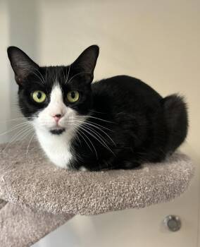 Domestic Short Hair Cats Available for Adoption in Arlington, Vermont - Maggie | PetCurious