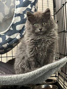 Domestic Long Hair Cats Available for Adoption - Razzle Dazzle | PetCurious