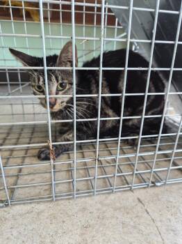Kerne Feral 1 -  Domestic Short Hair Cat Available for Adoption in New Braunfels, Texas - Kerne Feral 1 | PetCurious