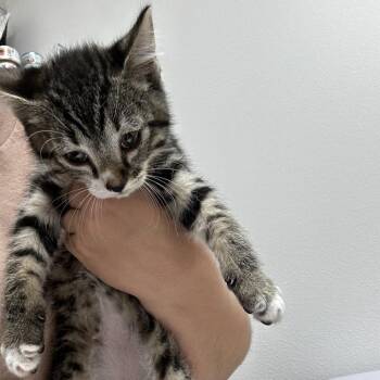 Johnny -  Domestic Short Hair Cat for Adoption in Ashland, Oregon - Johnny | PetCurious